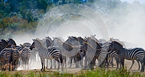 Group of zebras in the dust. Kenya. Tanzania. National Park. Serengeti. Maasai Mara.