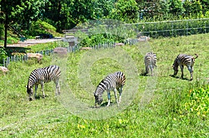 A group of zebras eating grass