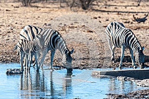 A group of Zebras in Etosha