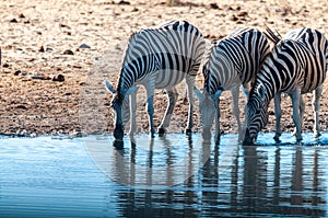 A group of Zebras in Etosha