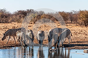 A group of Zebras in Etosha