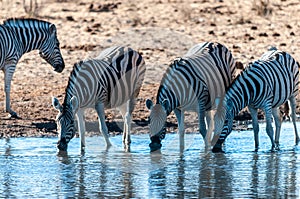 A group of Zebras in Etosha