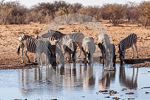 A group of Zebras in Etosha