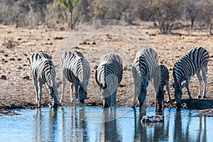 A group of Zebras in Etosha