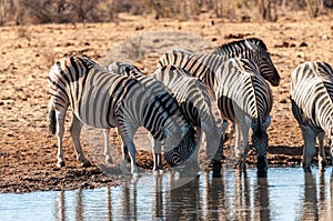 A group of Zebras in Etosha