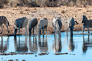 A group of Zebras in Etosha