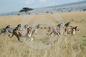 A group of zebras galloping across a parched grassy plain in a unified motion, A pack of lions stealthily hunting zebra in the