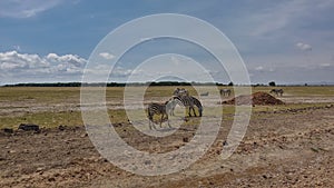 A group of zebras graze in the African savanna.