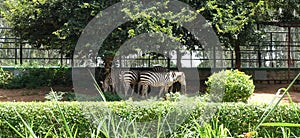 Group of Zebras grazing at Bannerghatta Biological Park