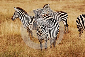 Group of zebras grazing in Serengeti national park