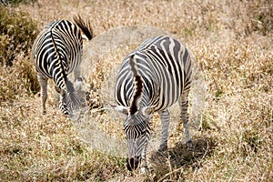Group of Zebras in the Kruger National Park