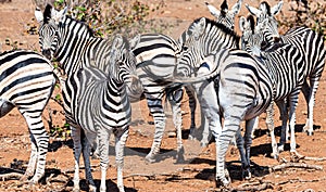 Group of Zebras in the Kruger National Park, South Africa