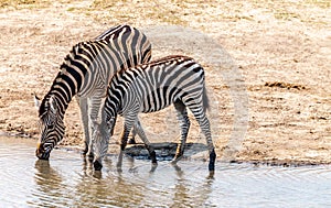 Group of Zebras in the Kruger National Park, South Africa