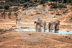 A group of zebras near a waterhole in the Addo Elephant National Park, near Port Elizabeth, South africa