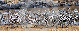 Group of zebras running across the water. Kenya. Tanzania. National Park. Serengeti. Maasai Mara.