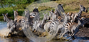 Group of zebras running across the water. Kenya. Tanzania. National Park. Serengeti. Maasai Mara.