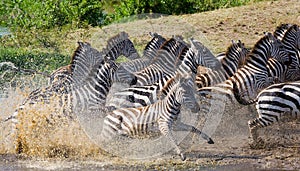 Group of zebras running across the water. Kenya. Tanzania. National Park. Serengeti. Maasai Mara.