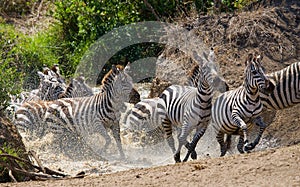 Group of zebras running across the water. Kenya. Tanzania. National Park. Serengeti. Maasai Mara.