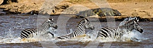 Group of zebras running across the water. Kenya. Tanzania. National Park. Serengeti. Maasai Mara.