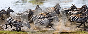 Group of zebras running across the water. Kenya. Tanzania. National Park. Serengeti. Maasai Mara. photo