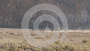 A group of zebras running along the dusty ground, and then goes to step