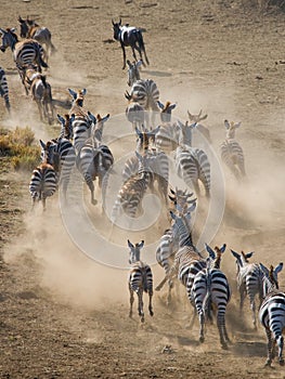 Group of zebras running in the dust. Kenya. Tanzania. National Park. Serengeti. Maasai Mara.