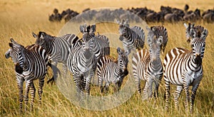 Group of zebras in the savannah. Kenya. Tanzania. National Park. Serengeti. Maasai Mara.