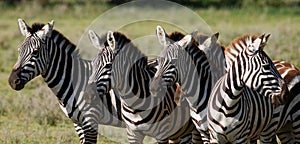 Group of zebras in the savannah. Kenya. Tanzania. National Park. Serengeti. Maasai Mara.