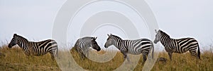 Group of zebras in the savannah. Kenya. Tanzania. National Park. Serengeti. Maasai Mara.