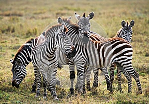 Group of zebras in the savannah. Kenya. Tanzania. National Park. Serengeti. Maasai Mara.