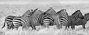 Group of zebras in the savannah. Kenya. Tanzania. National Park. Serengeti. Maasai Mara.