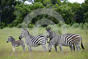 A group of zebras are seen in Okavango Delta