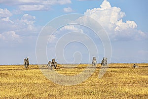 A Group of Zebras in the Serengeti National Park, Tanzania