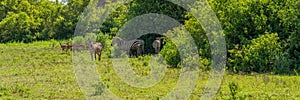 Group of zebras standing on green grass surrounded by trees at Lake Manyara, Tanzania, background springboks