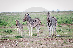 Group of Zebras starring at the camera.