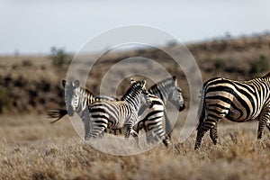 Group of zebras walking in a field in Lewa Wildlife Conservancy, Kenya.