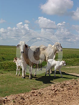 Group of zebu cattle grazing on a meadow in Barinas, Venezuela