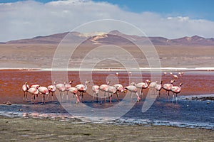 Groupd of Flamingos at the Laguna Colorida in Bolivia. One of the most exotic touristic destination in South America. Volcanos in photo