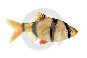 Groupd of Tiger barb or Sumatra barb Puntius tetrazona tropical aquarium fish isolated