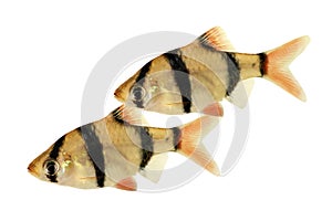 Groupd of Tiger barb or Sumatra barb Puntius tetrazona tropical aquarium fish isolated