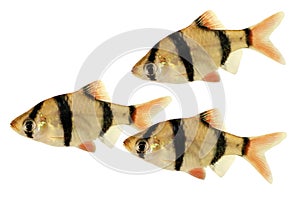 Groupd of Tiger barb or Sumatra barb Puntius tetrazona tropical aquarium fish isolated