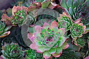 Groupe of beautiful green and red Pulido`s echeveria photo