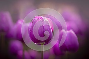 Groupe of closeup purple tulips in blossom