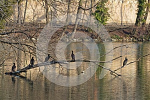 A groupe of cormorants on a branch over the lake