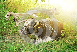 A groupe of cows with big horns lying on the ground in green grass at the meadow near the center of Oxford