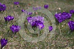 Group of crocusses in spring