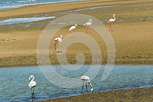 Groupe of flamingos