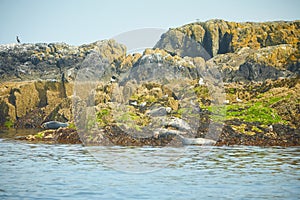 Groupe of funny lazy elephant seals on rocky beach.