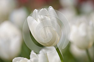 Groupe of macro blooming white tulip