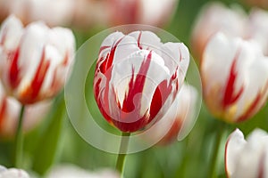 Groupe of  macro blooming white tulip